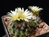 Thumbnail of 1770_Turbinicarpus krainzianus_20130616(1).JPG